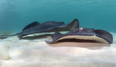 okyanus tabanında iki stingrays