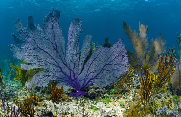 Ventilador de mar roxo em um recife de coral no oceano — Fotografia de Stock