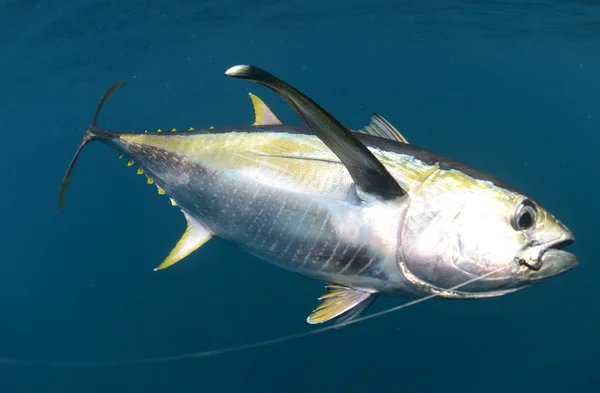 Atún aleta amarilla enganchado pescado bajo el agua — Foto de Stock