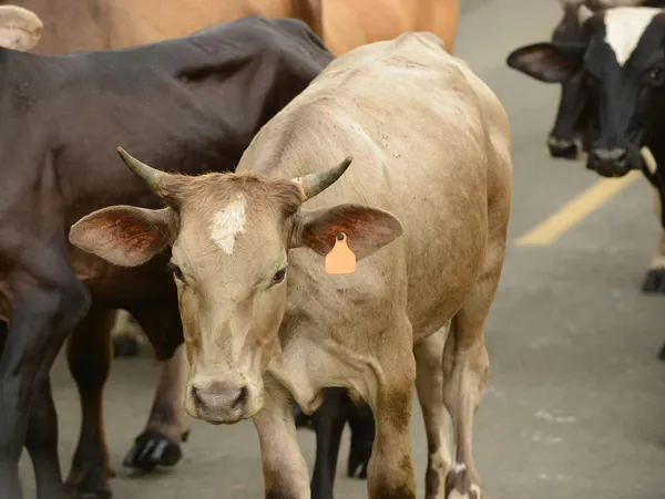 Group of cows walking down road in panama — Stock Photo, Image