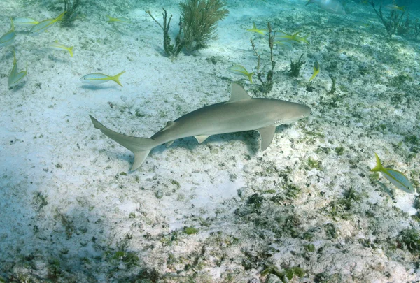 Caribische rifhaai in zijn natuurlijke habitat — Stockfoto