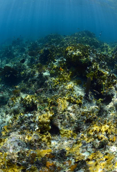 Peixes tropicais subaquáticos no oceano em um recife de coral — Fotografia de Stock