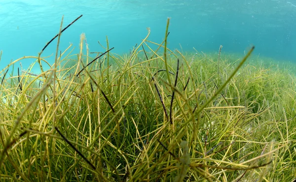 Flowing underwater sea grass in blue water — Stock Photo, Image