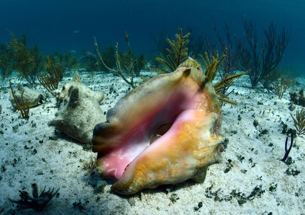 Coquille de conque sous l'eau — Photo