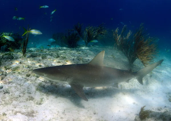 Tiburón en su hábitat natural — Foto de Stock