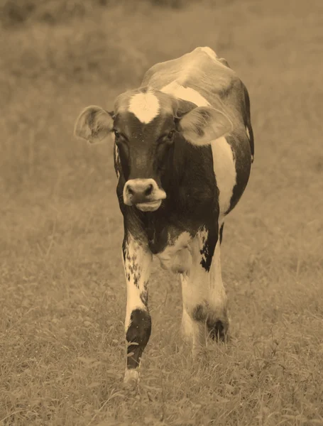 Vache sépia dans le champ et son habitat naturel — Photo