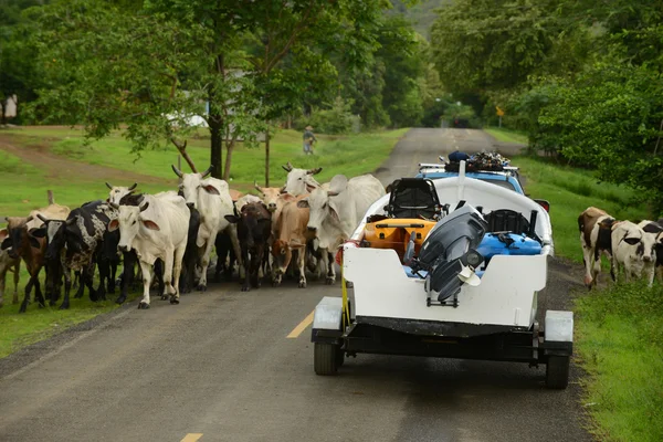 Cows blocking the road for truck and boat in panama — Stock Photo, Image