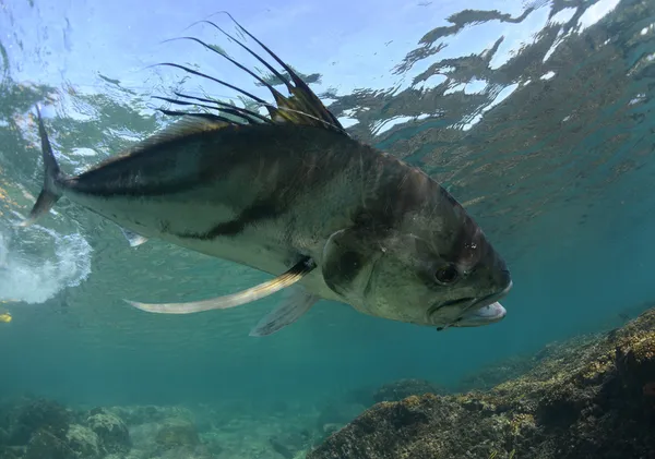 Roosterfish chytil na háku a vlasec pod vodou — Stock fotografie
