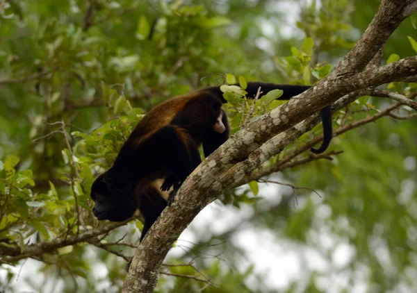 Mužské spider monkey v deštném pralese v Panamě — Stock fotografie