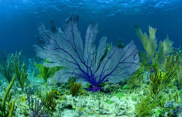 バハマのサンゴ礁の美しい紫海ファン — ストック写真