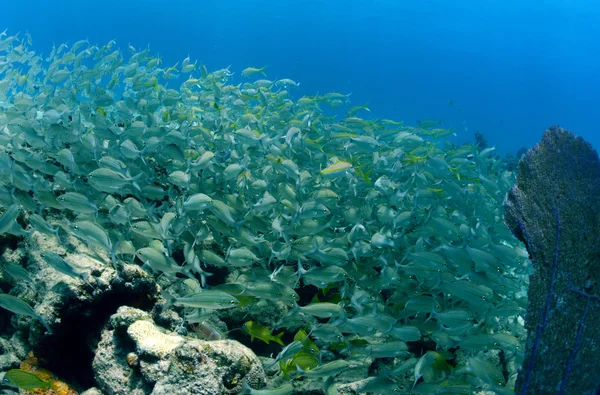 Shoal de peixes tropicais que inclui grunhidos de prata — Fotografia de Stock