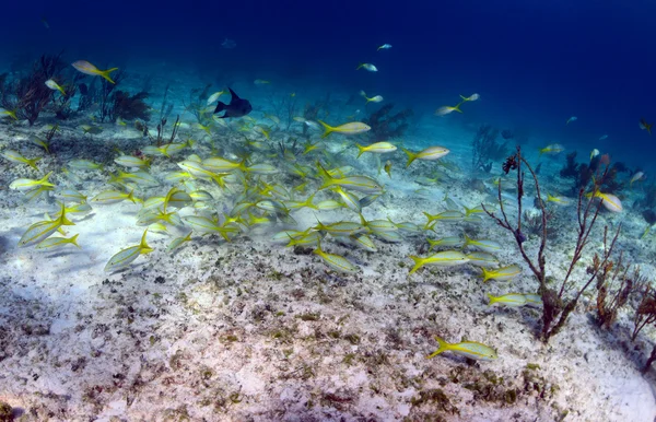 Scuola di pesce che include pesce grilletto e dentice coda gialla — Foto Stock