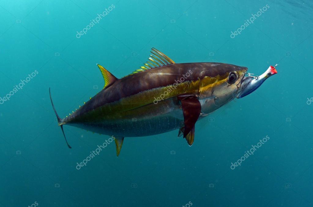 キハダマグロ写真素材 ロイヤリティフリーキハダマグロ画像 Depositphotos
