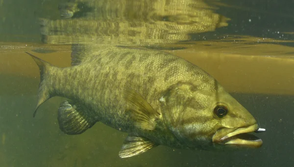 Smallmouth bass vis — Stockfoto