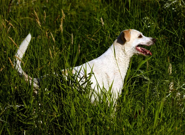 Żółty labrador retriever w trawie polowanie po kąpieli. — Zdjęcie stockowe