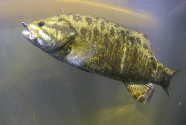 Smallmouth bass caught while fishing in a river — Stock Photo, Image