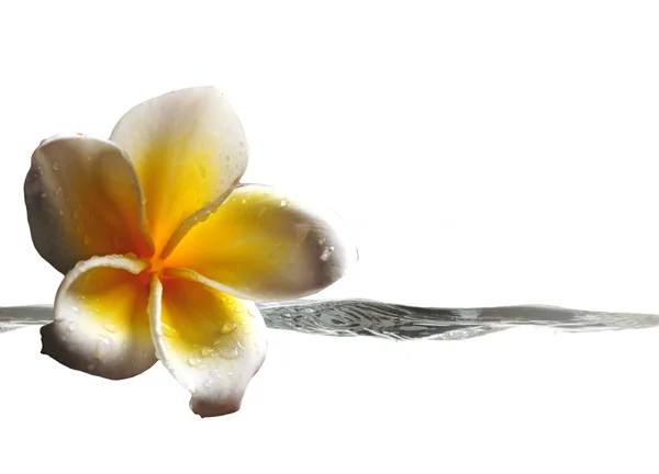 Tropical flower with splash of water — Stock Photo, Image