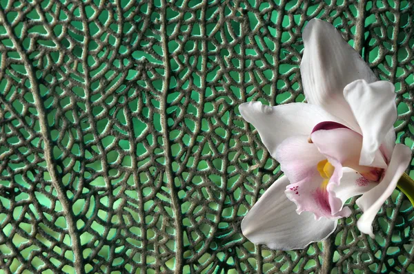 Orchidée tropicale fond de fleur — Photo