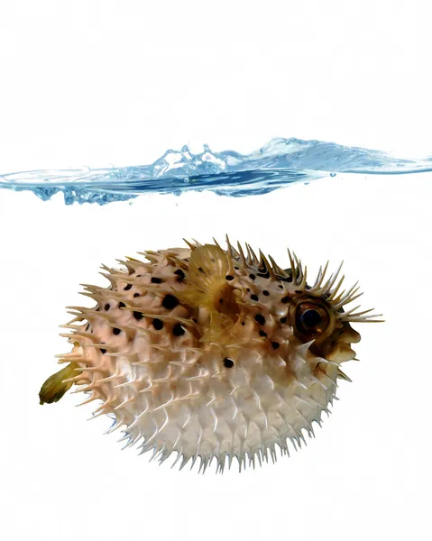 Uppblåst blowfish — Stockfoto