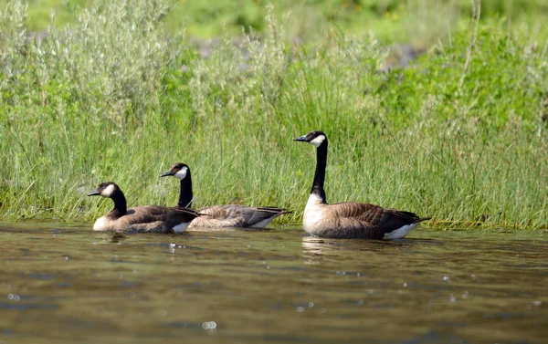 Trois bernaches du Canada — Photo