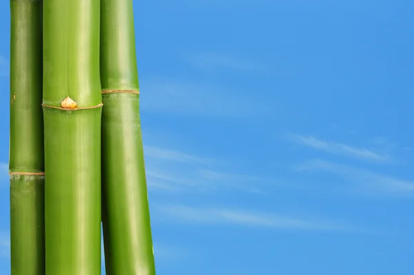 Bambu växter — Stockfoto