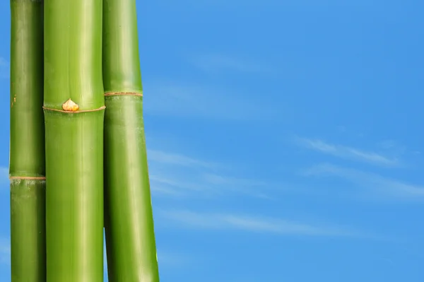 Plantas de bambu — Fotografia de Stock