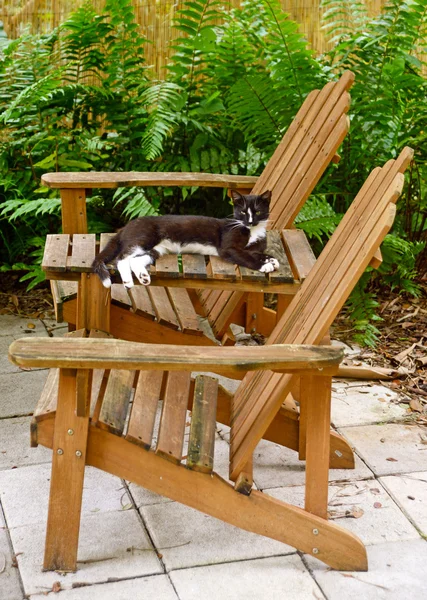 Gato ao ar livre deitado em cadeiras Adirondack no pátio — Fotografia de Stock