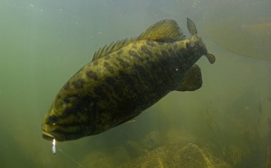 smallmouth bass underwater in river in oregon clipart