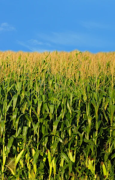 Boerderij en land landschap van maïs — Stockfoto