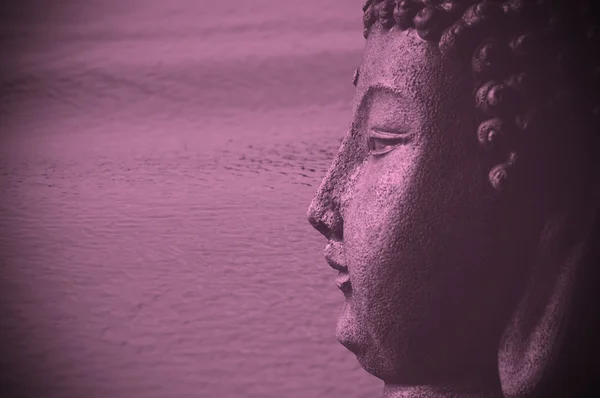 Buda rosa — Fotografia de Stock