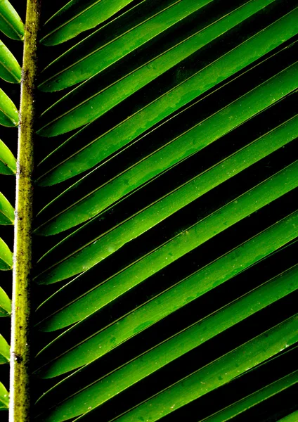 Fondo verde con una exuberante hoja de palma tropical —  Fotos de Stock