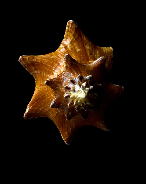 Symmetrical shell isolated on a black background — Stock Photo, Image