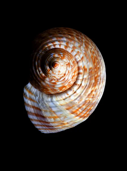 Spiral shell on black background — Stock Photo, Image