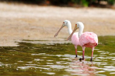 two roseate spoonbills in water clipart