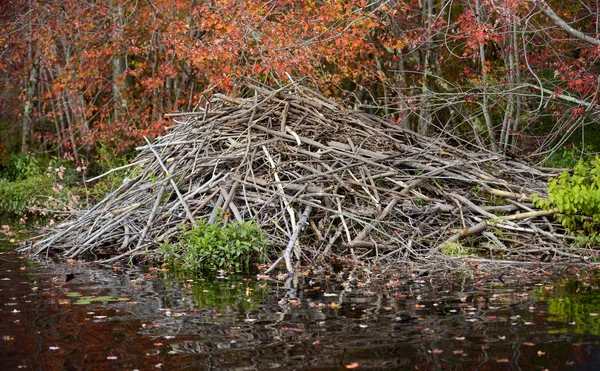 Beaver dam in een herfst forest — Stockfoto