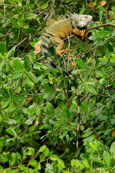 绿鬣蜥在自然 — 图库照片