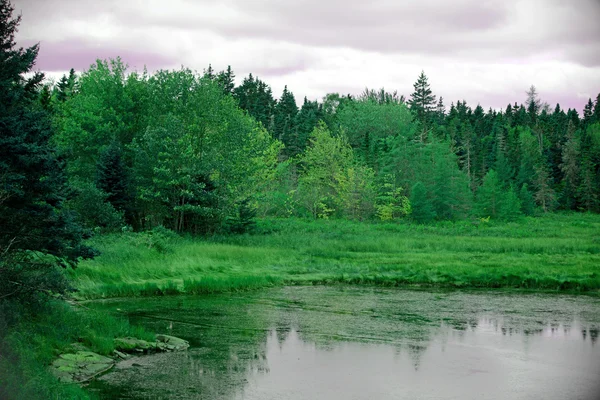 Árvores de temporada no Maine enquanto visita o Parque Nacional de Acadia — Fotografia de Stock
