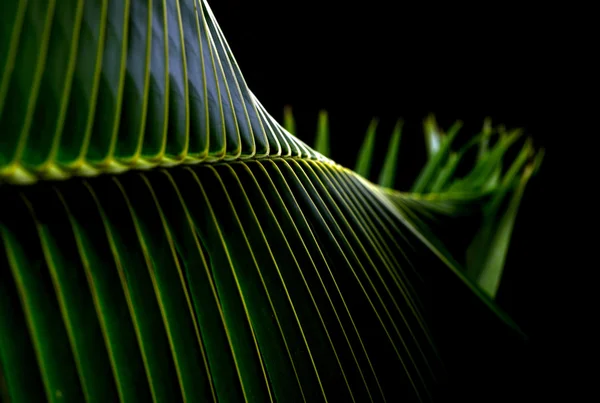 Natureza verde fundo abstrato — Fotografia de Stock