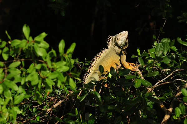 Leguán zelený sunning na stromě — Stock fotografie