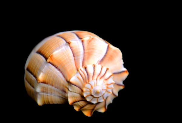 Shell on black background — Stock Photo, Image