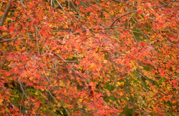 Fondo del árbol de arce en el otoño — Foto de Stock