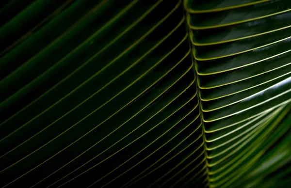 Palm ormbunksblad bakgrund — Stockfoto