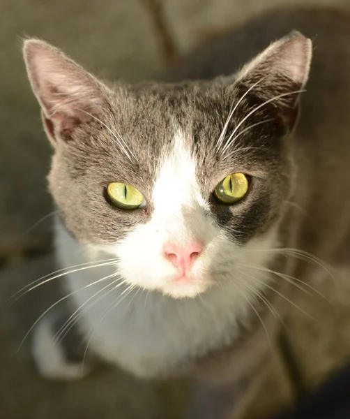 Gatto con occhi lucenti — Foto Stock