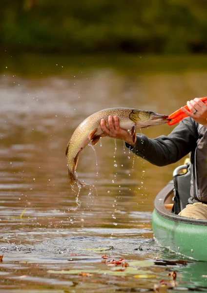Pescando em uma canoa de um peixe de lúcio — Fotografia de Stock