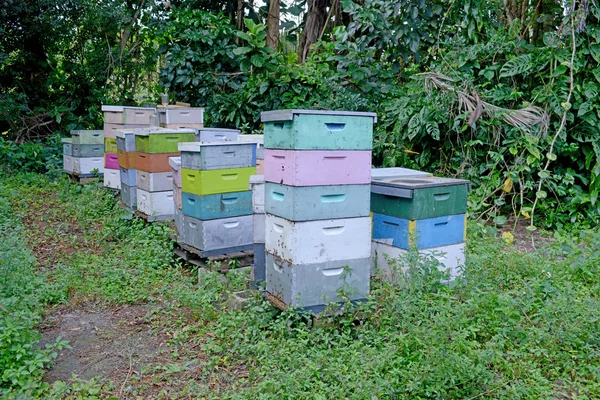 Beehives — Stock Photo, Image