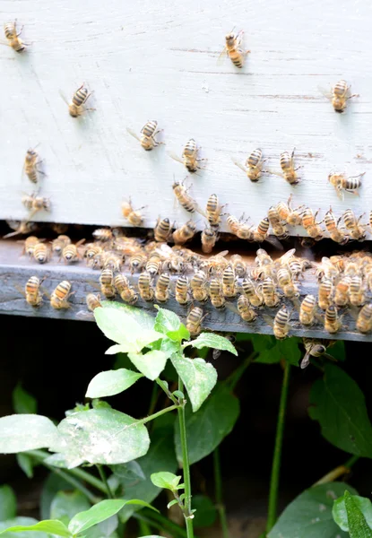 Μέλισσες σε κυψέλη — Φωτογραφία Αρχείου
