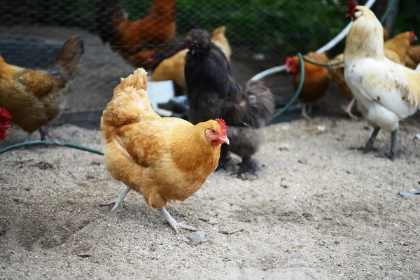 Assortment of chicken breeds on a farm — Stock Photo, Image