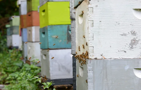 Colorful beehives — Stock Photo, Image