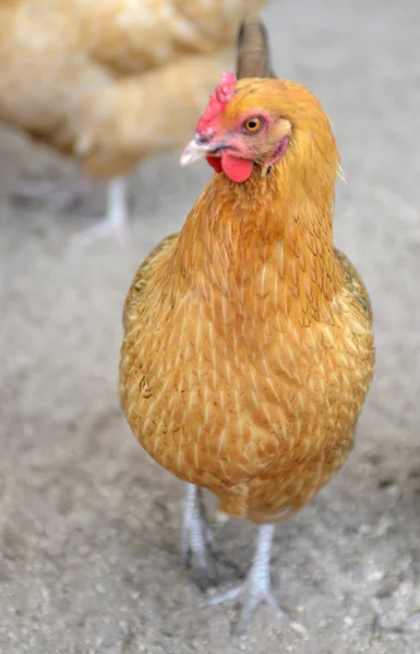 Free range chicken on farm — Stock Photo, Image