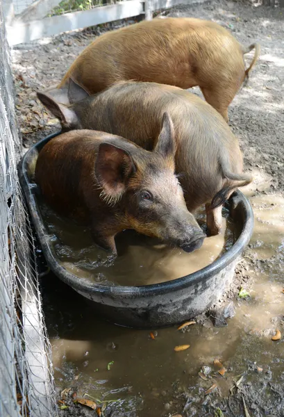 Cerdos bañándose en agua — Foto de Stock